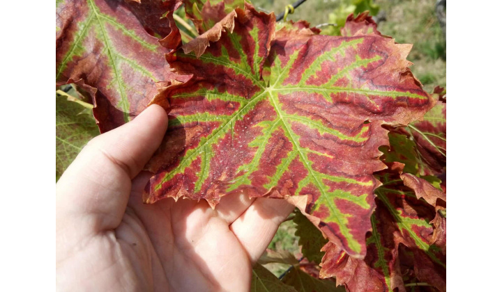 Zlaté žltnutie viniča