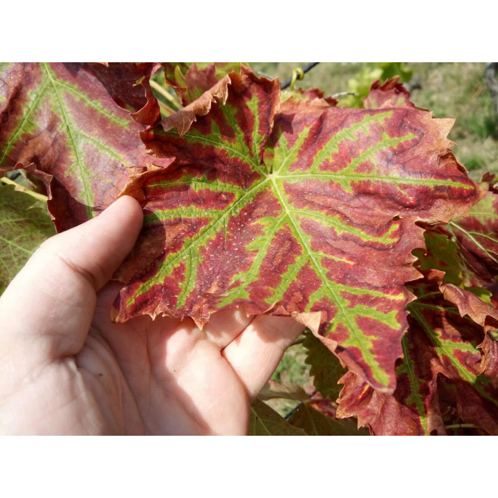 Zlaté žltnutie viniča